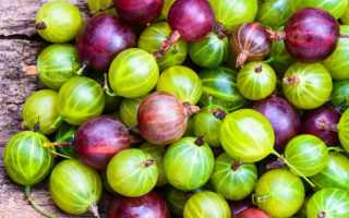 Что приготовить из крыжовника на зиму – 9 невероятно вкусных закаток