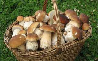 Грибная лапша из белых грибов: замороженных, сушеных, свежих